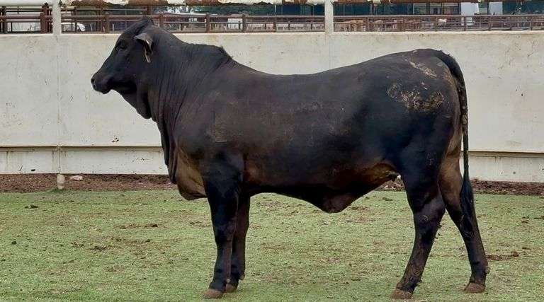 Open F1 Brangus Heifer