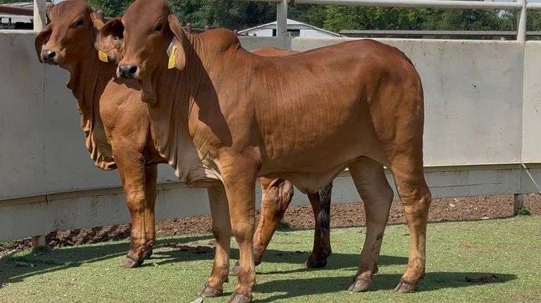 J&J Cattle Co: Bred & Open Replacement Heifer Online Auction