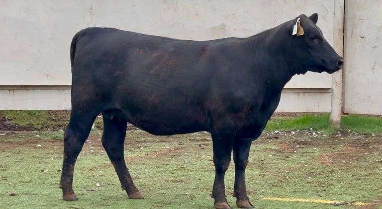 Heavy Bred Angus Heifer