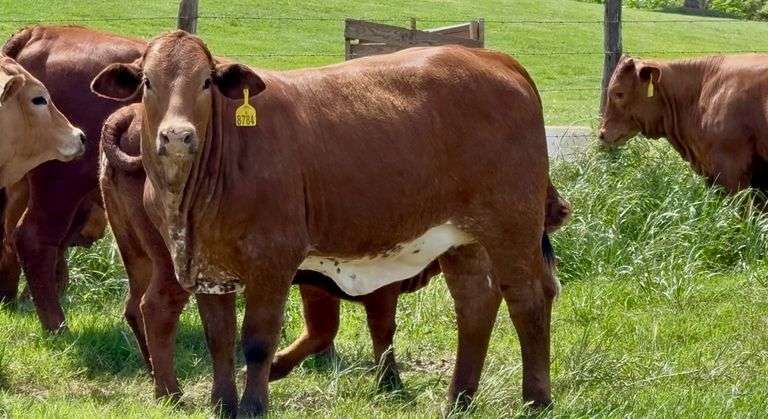 Beefmaster