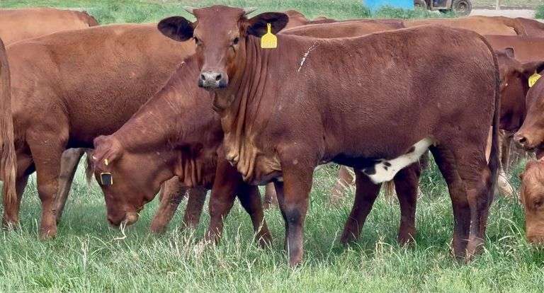 Beefmaster