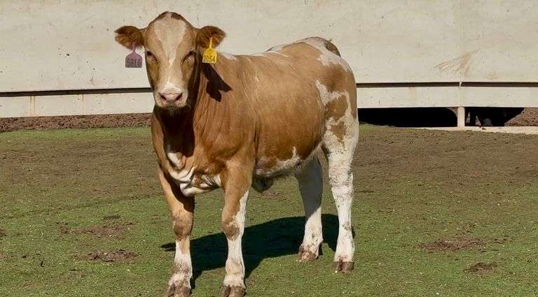 Open Simbrah heifer