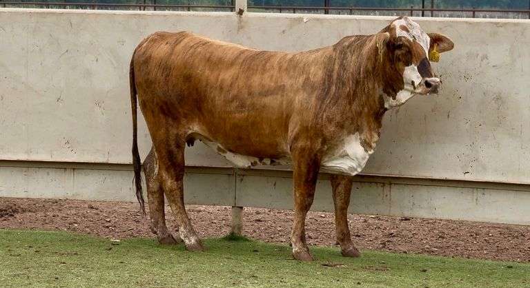 Bred F1 Braford Heifer
