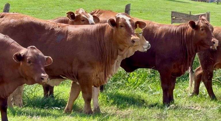 FEATURED BEEFMASTER & BEEFMASTER CROSS