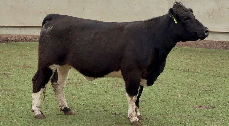 Bred Maine Heifer