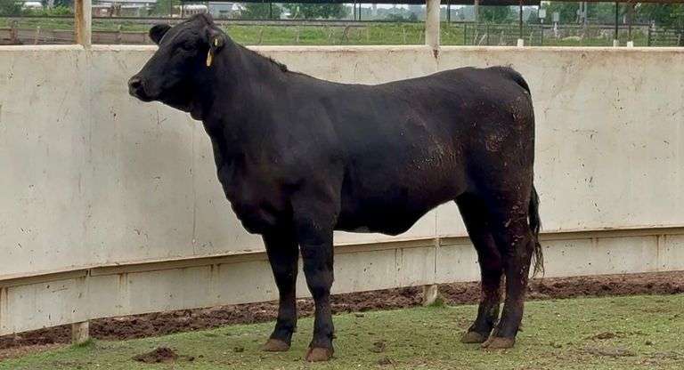 Bred Brangus Heifer
