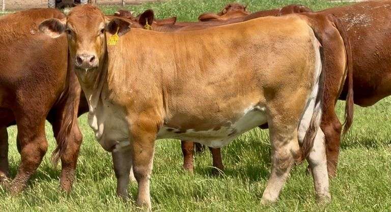 Beefmaster