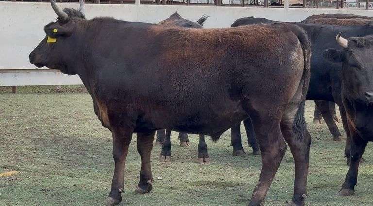 FEATURED WAGYU & AKAUSHI FINISHED STEERS