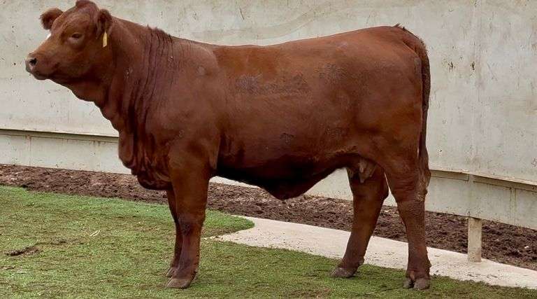 Heavy Bred Beefmaster Heifer