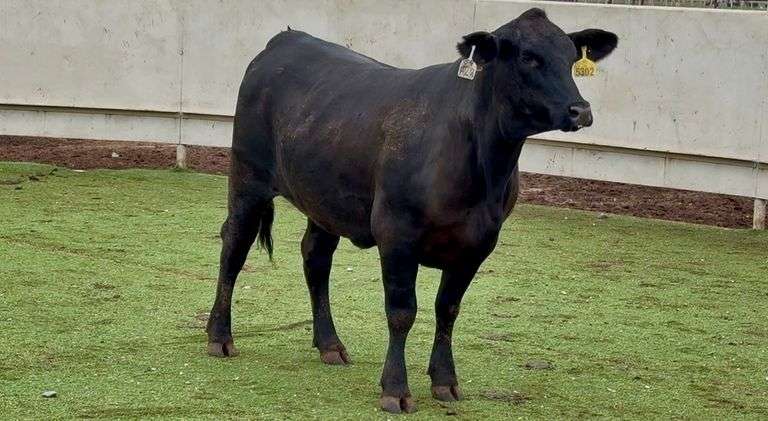 Bred Brangus Heifer
