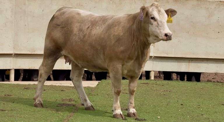 Bred Charolais Cross Heifer