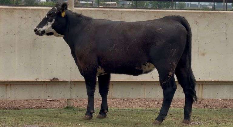 Bred Black Whiteface Heifer