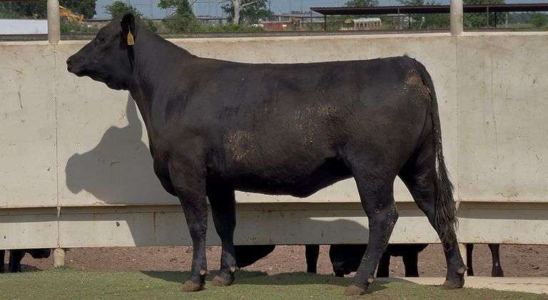Bred Angus Heifer