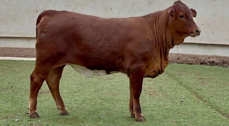 Open Beefmaster Heifer