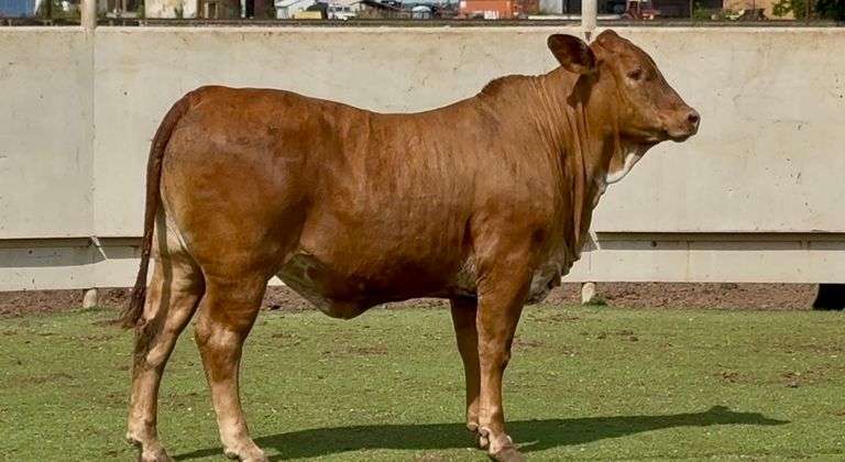 Open Brahman Cross Heifer