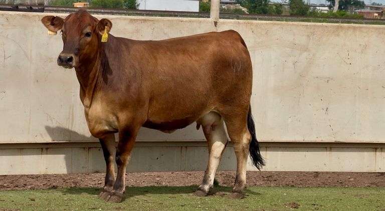 Open Wet Bag Jersey Beefmaster Cross Cow