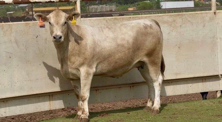 Bred Charolais Cross Heifer