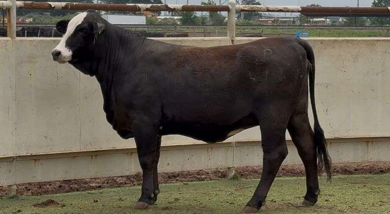 Bred Black Whiteface Heifer