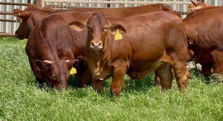 Beefmaster