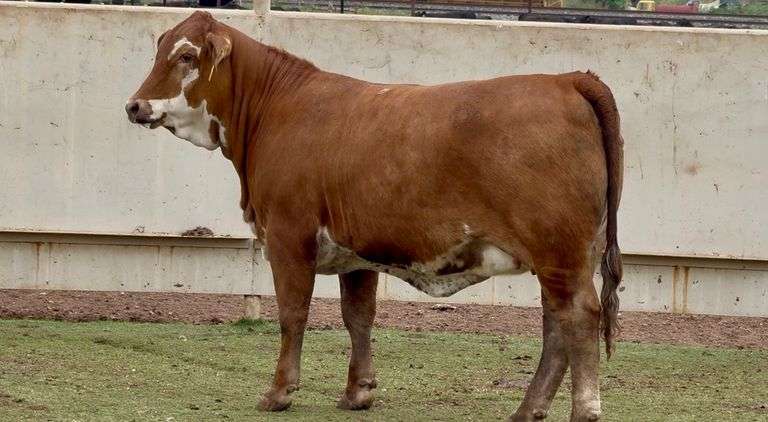 Open Beefmaster Heifer