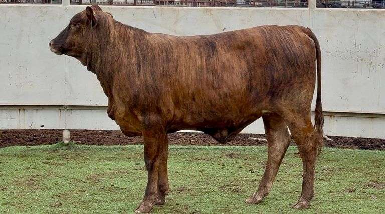 Open Tigerstripe Heifer