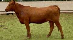 Bred Red Angus Heifer