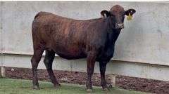 Heavy Bred Crossbred Heifer