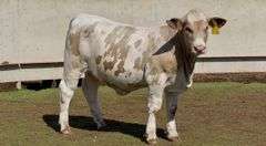 Open Simbrah Heifer