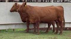 Bred Red Angus Heifers