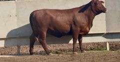 Open Santa Gertrudis Heifer