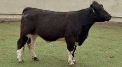 Bred Maine Heifer