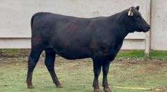 Heavy Bred Angus Heifer