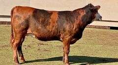 Open Calico Heifer