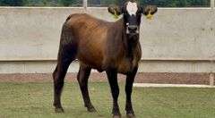 Bred Chocolate Braford Heifer