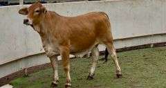 Open Brahman Cross