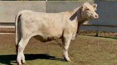 Bred Charolais Heifer