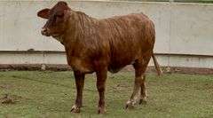 Open Beefmaster Heifer