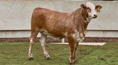 Open Braford Heifer