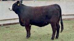 Open Black Whiteface Heifer