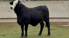 Open Black Whiteface Heifer