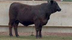 Open Brangus Heifer