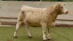 Open Charolais Cross Heifer