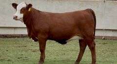 Open Red Whiteface Heifer