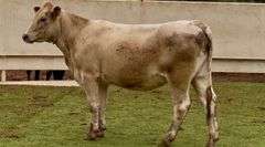 Heavy Bred Charolais Cross Heifer