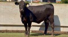 Heavy Bred Brangus Heifer