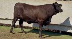 Open Beefmaster Heifer