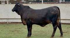 Open F1 Brangus Heifer