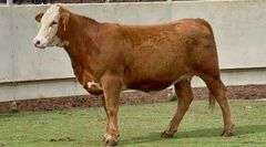 Bred Charolais Cross Heifer