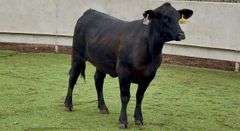 Bred Brangus Heifer