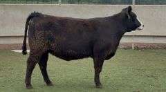 Bred Black Whiteface Heifer